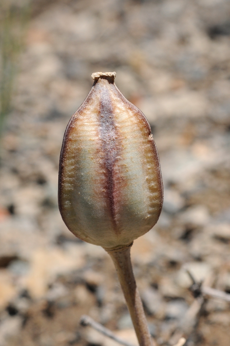 Изображение особи Tulipa alberti.