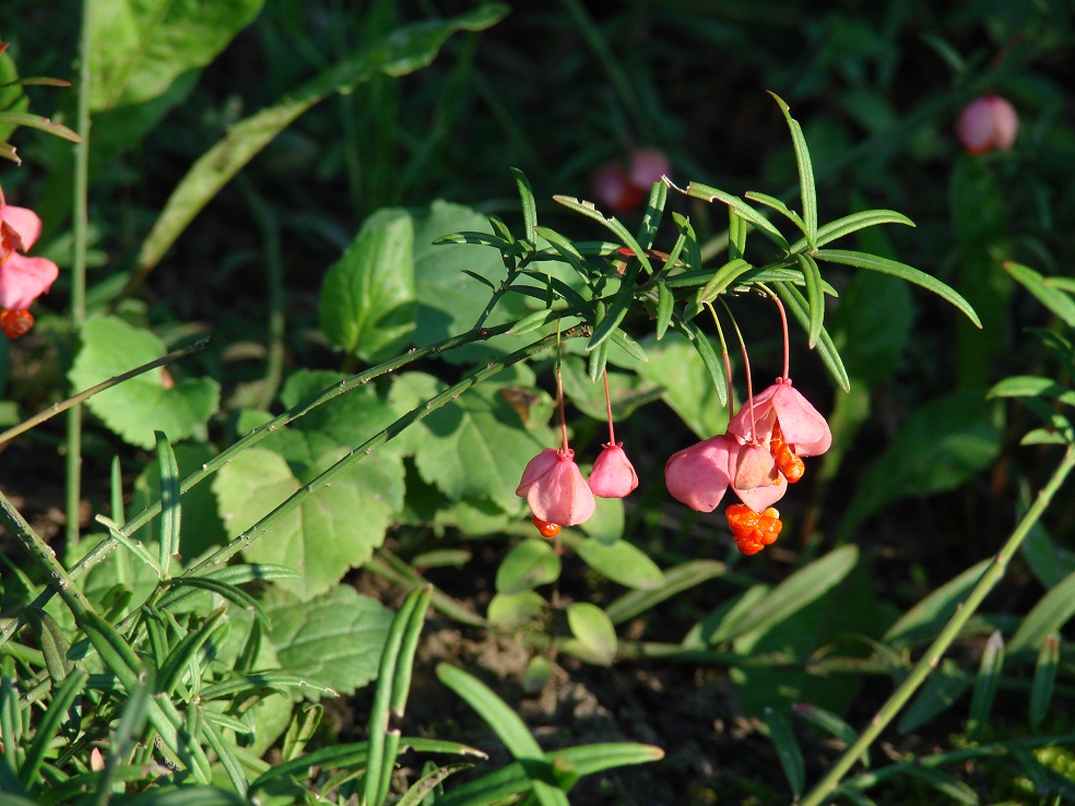 Изображение особи Euonymus koopmannii.