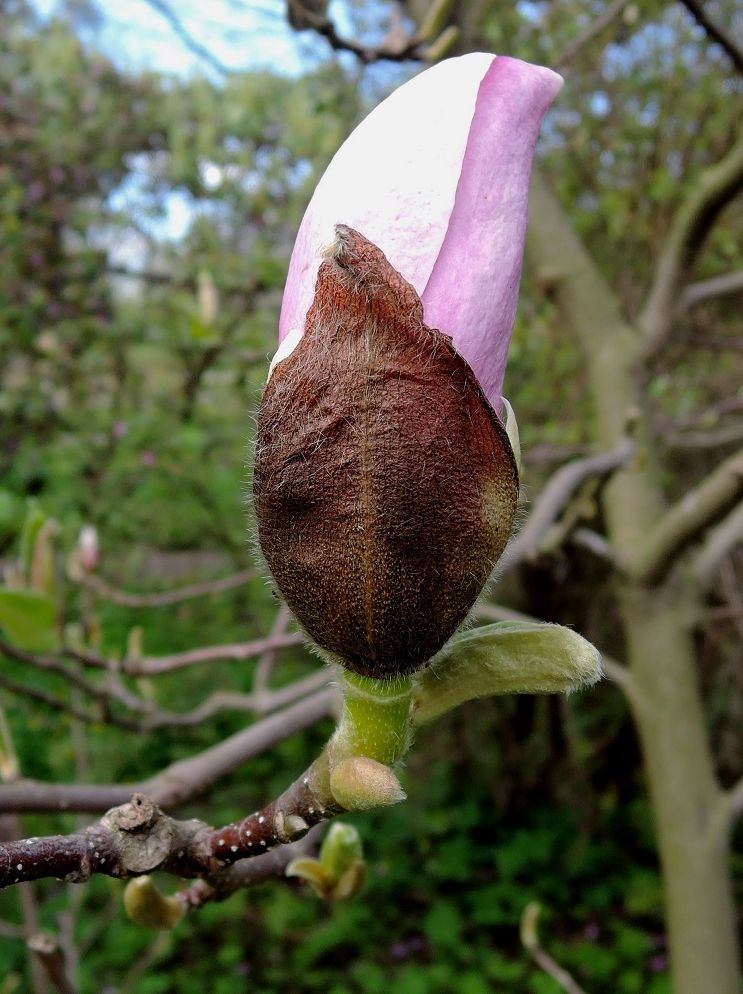Image of Magnolia &times; soulangeana specimen.