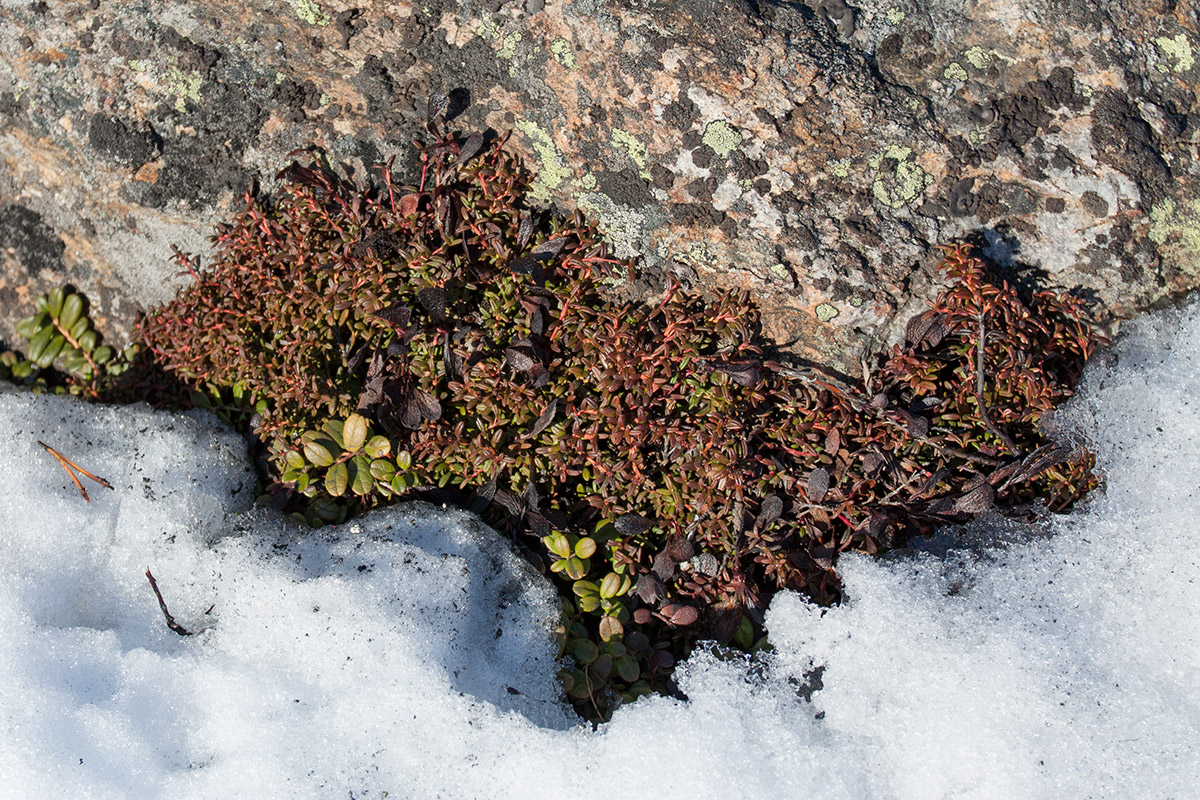 Image of Loiseleuria procumbens specimen.