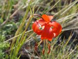 Lilium pumilum