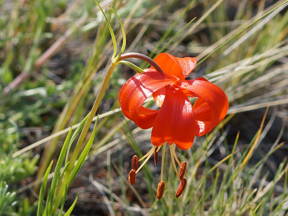 Image of Lilium pumilum specimen.