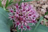 Allium karataviense ssp. henrikii