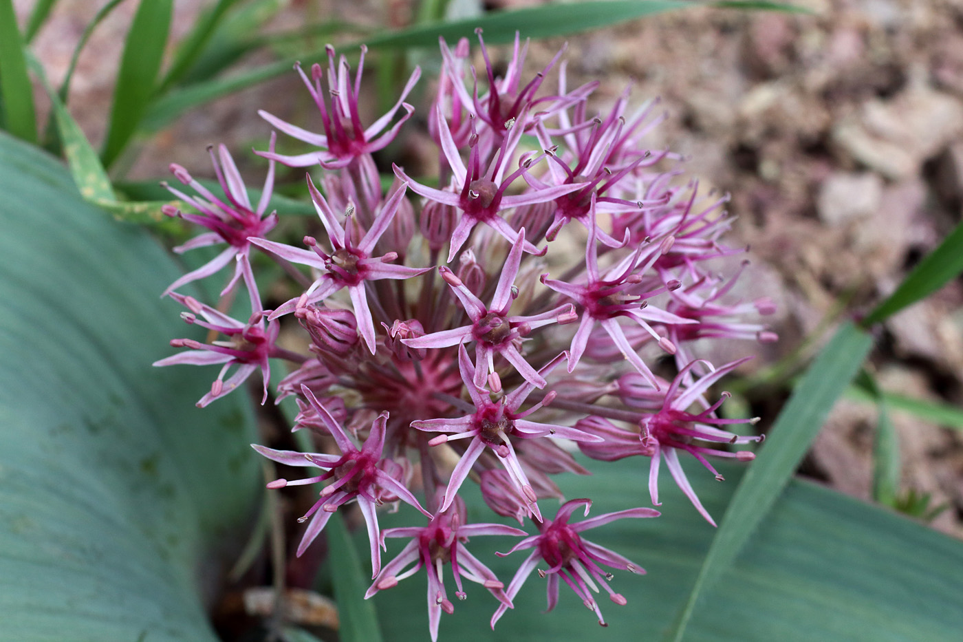 Image of Allium karataviense ssp. henrikii specimen.