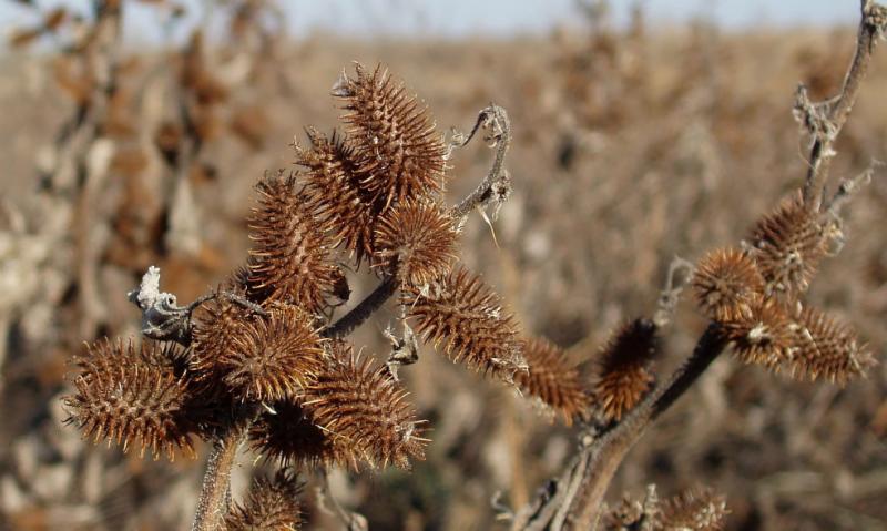 Image of Xanthium orientale specimen.