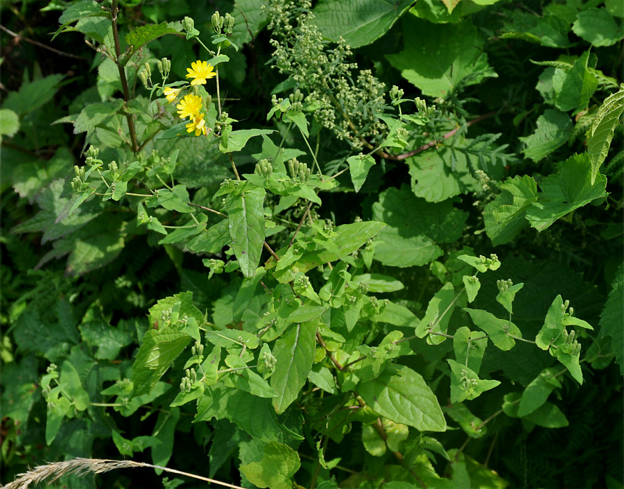 Изображение особи Paraixeris denticulata.