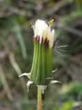 Taraxacum erythrospermum