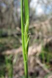 Carex michelii. Часть побега с женским соцветием. Краснодарский край, Абинский р-н, окр. пос. Ахтырский, лес. 28.03.2016.