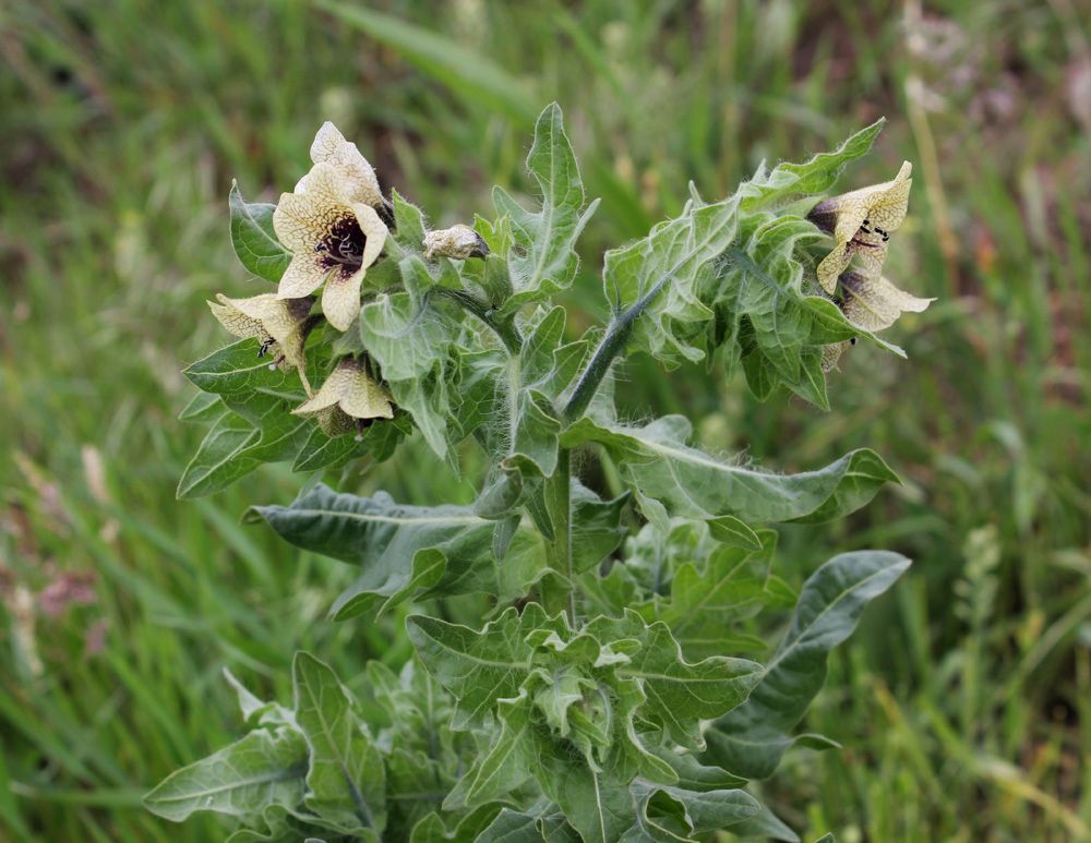 Изображение особи Hyoscyamus niger.