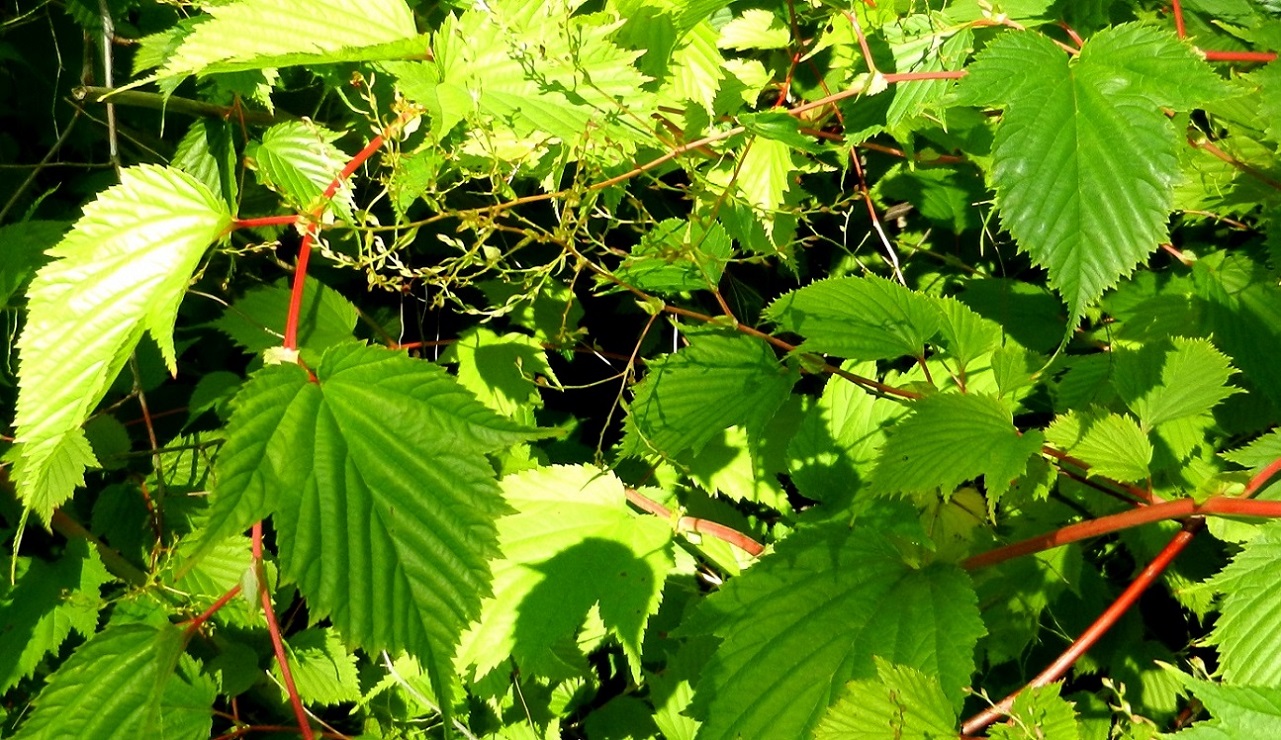 Image of Stephanandra tanakae specimen.