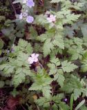 Geranium robertianum. Цветущее растение. Украина, Житомирская обл., у тропинки в сосновом лесу. 05.05.2016.