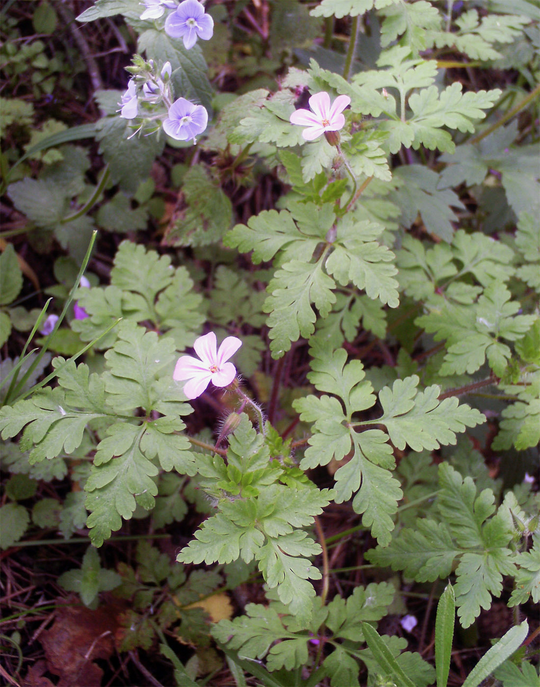 Image of Geranium robertianum specimen.