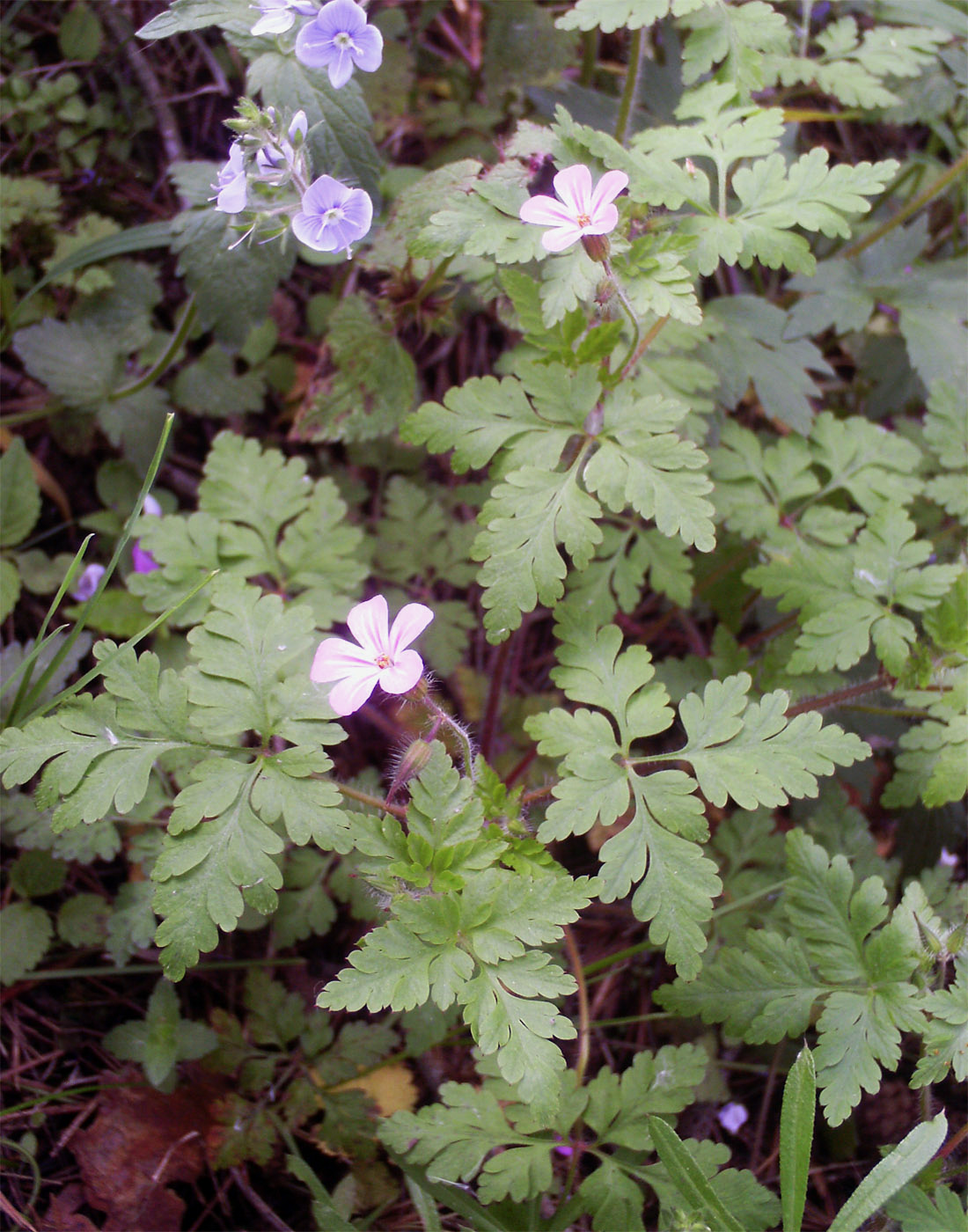 Изображение особи Geranium robertianum.