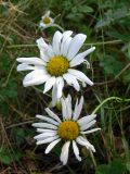 Leucanthemum vulgare. Соцветия. Свердловская обл., г. Екатеринбург, окр. пос. Шабровский, берёзовый лес. 15.08.2015.