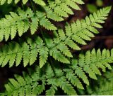 Dryopteris carthusiana. Часть вайи. Московская обл., Раменский р-н, окр. ж.-д. платформы Хрипань, смешанный лес у ЛЭП. 23.05.2016.