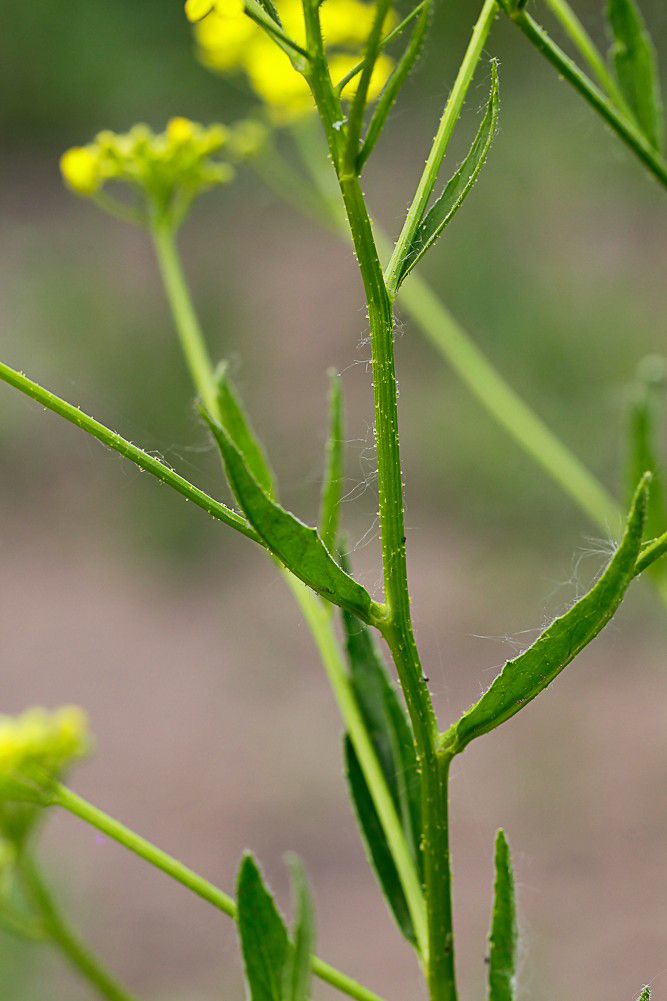 Изображение особи Bunias orientalis.