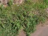 Persicaria lapathifolia