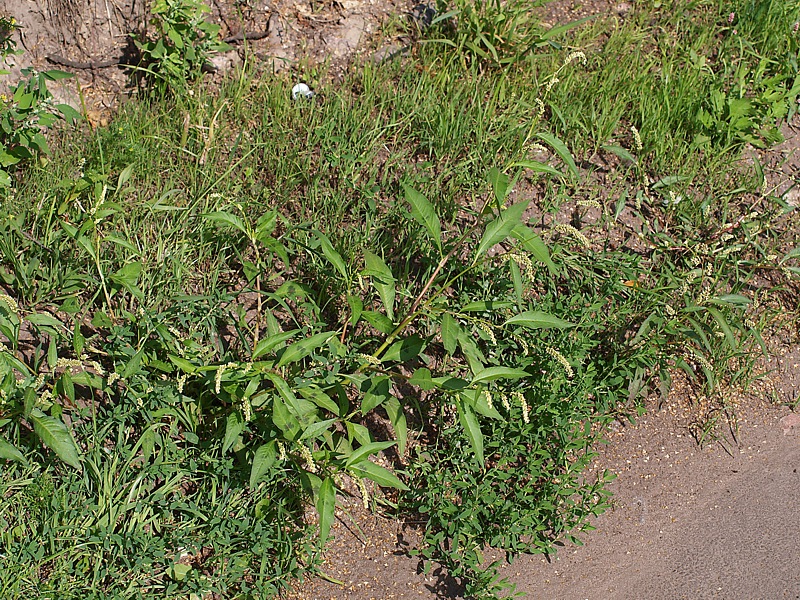 Image of Persicaria lapathifolia specimen.