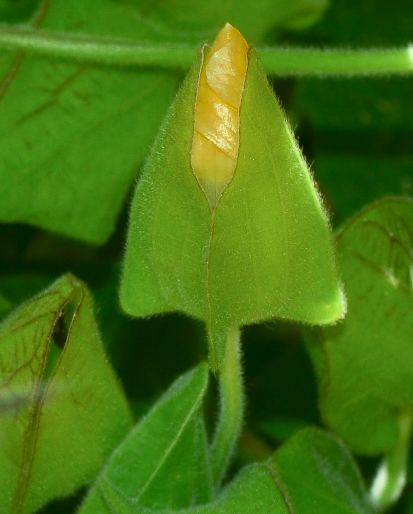 Image of Thunbergia alata specimen.