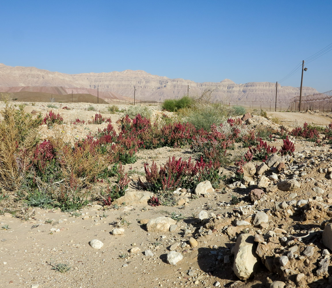 Изображение особи Rumex vesicarius.