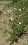 Anthemis cotula