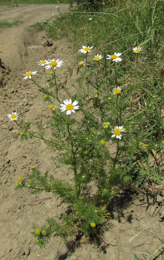 Изображение особи Anthemis cotula.