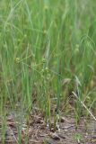 Carex scabrifolia. Плодоносящие растения. Приморский край, Шкотовский р-н, окр. с. Речица, приморский засолённый сырой луг. 30.06.2016.