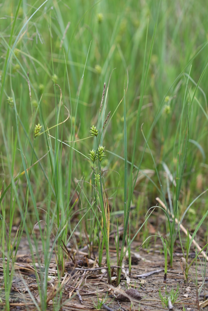 Изображение особи Carex scabrifolia.