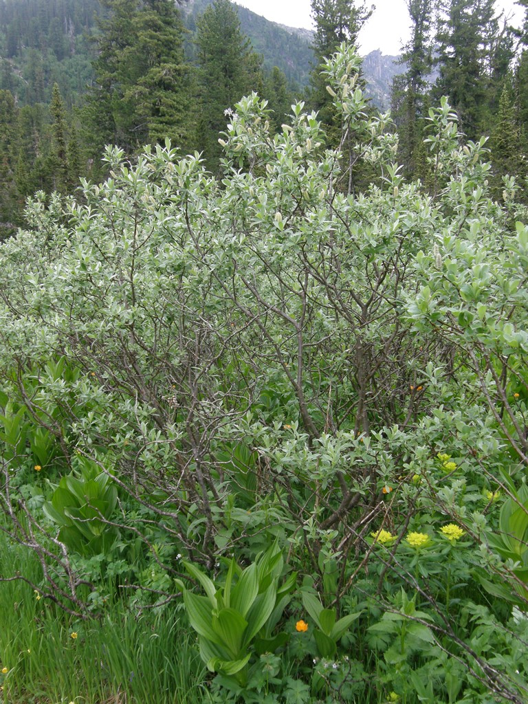 Изображение особи Salix glauca.