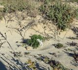 Limonium papillatum. Отцветшее растение. Испания, автономное сообщество Канарские острова, остров Фуэртевентура, провинция Лас Пальмас, муниципалитет Ла Олива, северные окр. пос. Эль Котильо, дюны у мыса de la Enrocadiza. 13.03.2016.
