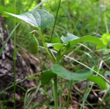 Viola rupestris