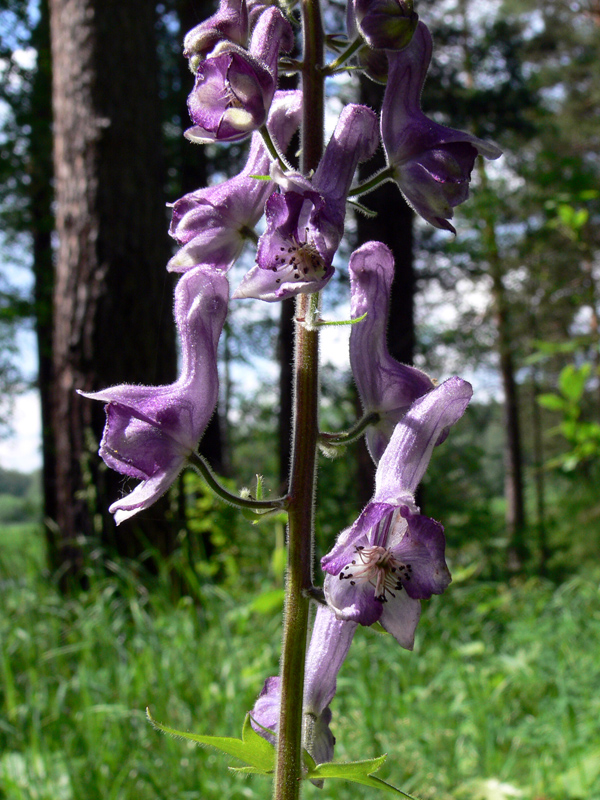 Image of Aconitum septentrionale specimen.