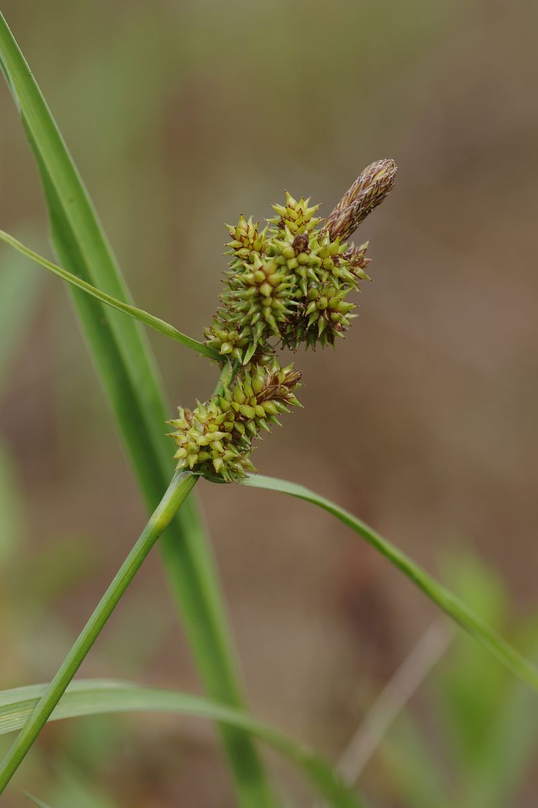 Изображение особи Carex serotina.