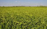 Oryza sativa