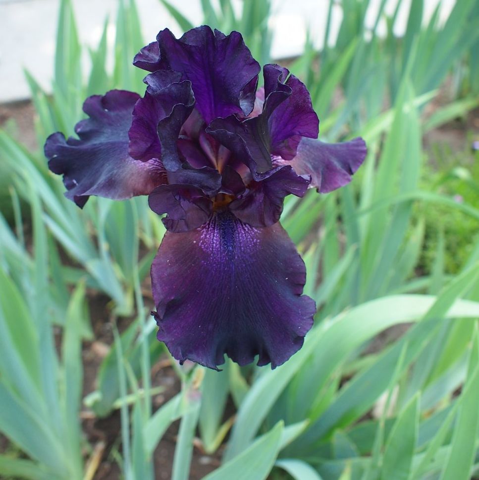 Image of Iris &times; hybrida specimen.