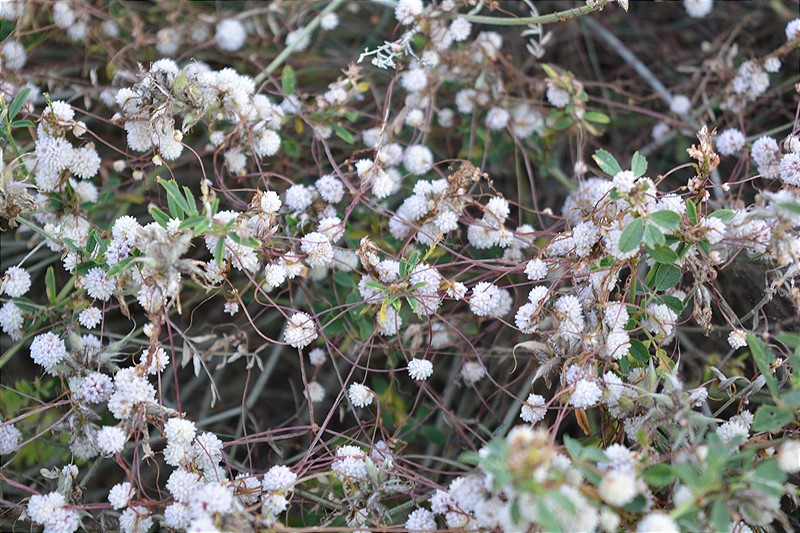 Image of genus Cuscuta specimen.