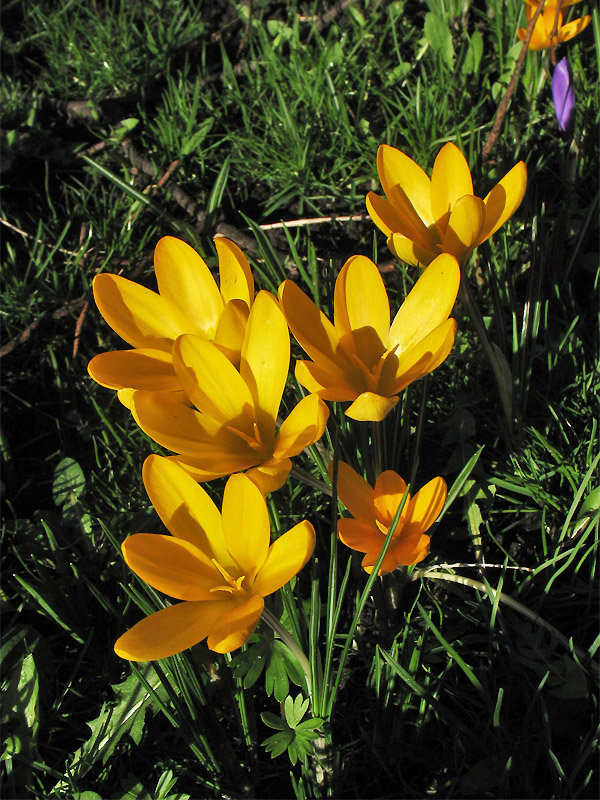 Image of Crocus &times; luteus specimen.