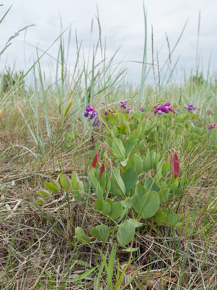 Image of Lathyrus japonicus ssp. pubescens specimen.
