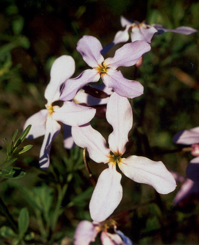 Image of Hesperis steveniana specimen.