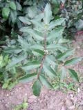 Mahonia aquifolium