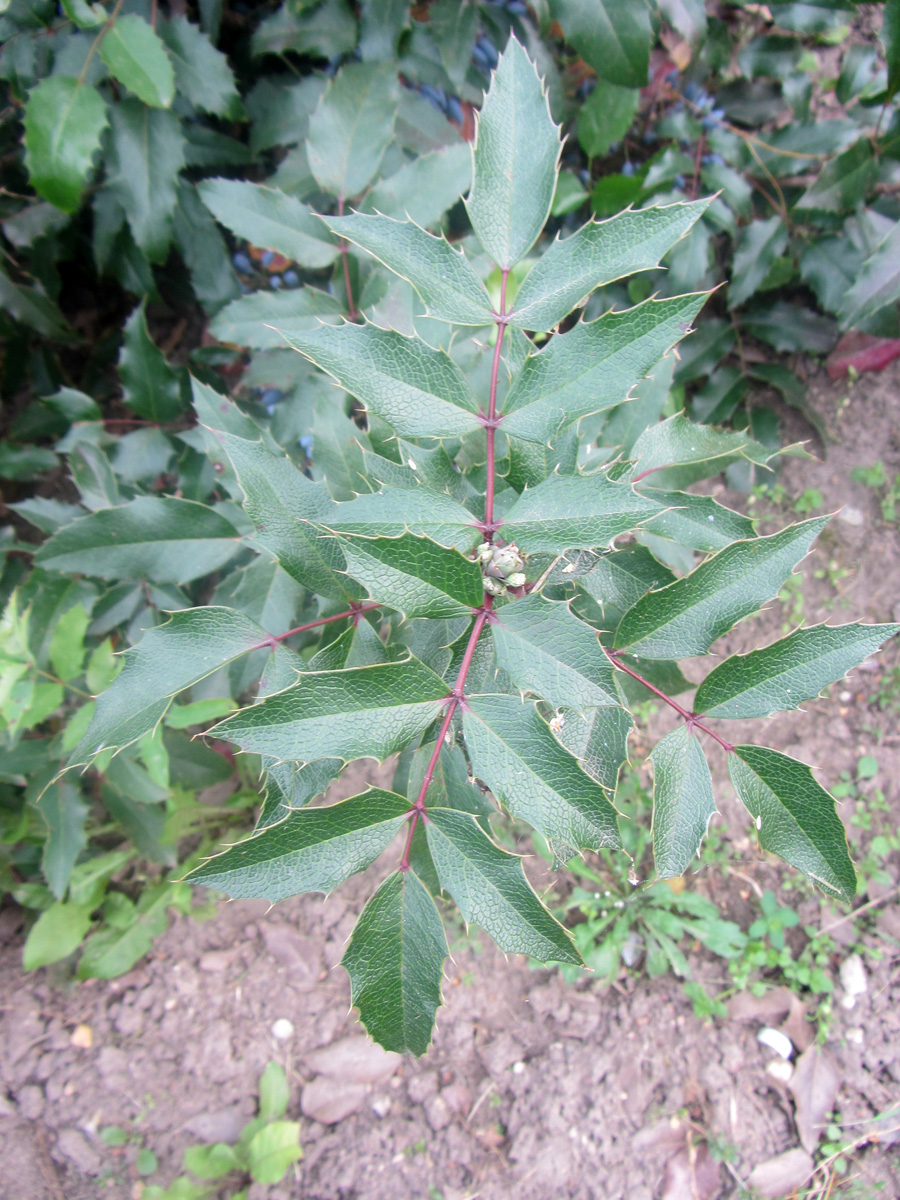 Изображение особи Mahonia aquifolium.