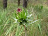 Carduus thoermeri