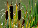 род Typha