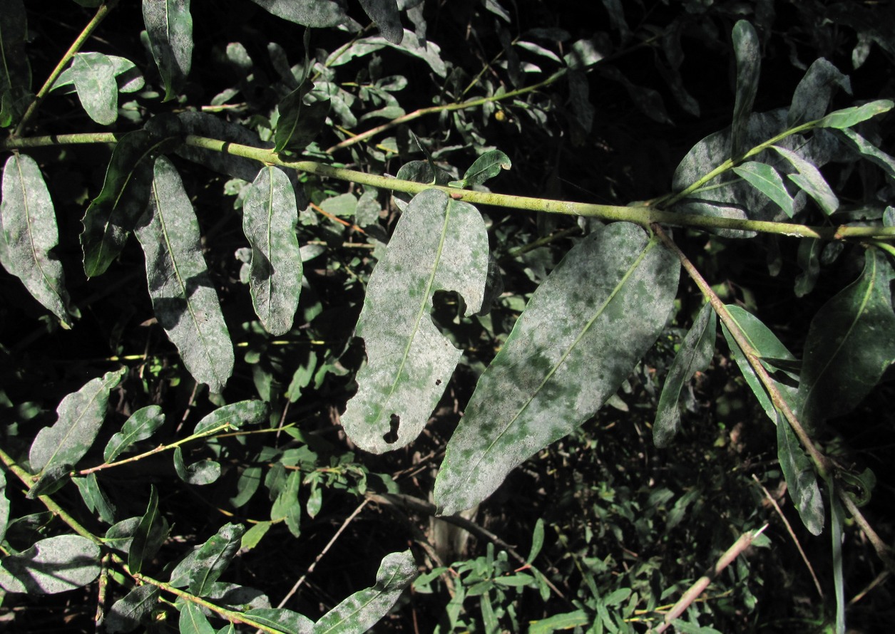 Image of Salix elbursensis specimen.