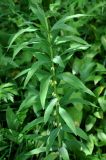 Polygonatum verticillatum