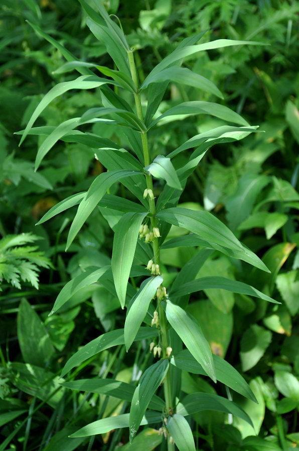 Изображение особи Polygonatum verticillatum.