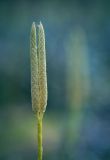 Lycopodium clavatum. Побег со стробилами. Пермский край, Оханский р-н, Кунчурихинский бор, сосновый лес. 03.09.2016.