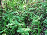 Rumex jacutensis