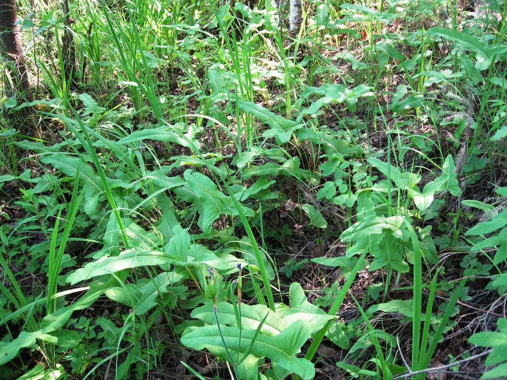 Image of Rumex jacutensis specimen.
