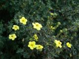 Dasiphora fruticosa. Ветви с цветками и бутонами. Финляндия, г. Турку, около крепости. 29.06.2008.